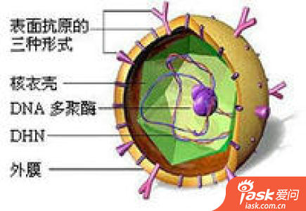 乙肝病毒表面抗原阳性乙肝病毒表面抗体阴性乙