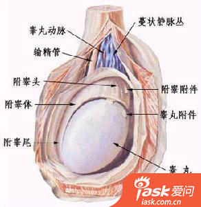 肤过敏】怎么区分阴囊湿疹和阴囊神经性皮炎啊