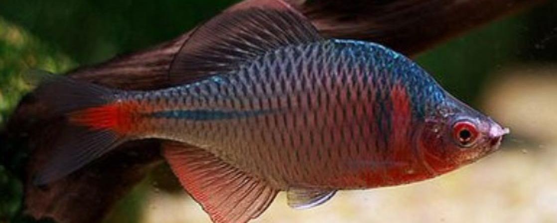全身布满彩色的条纹的鱼是什么鱼
