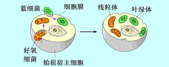 叶绿体线粒体图片图片