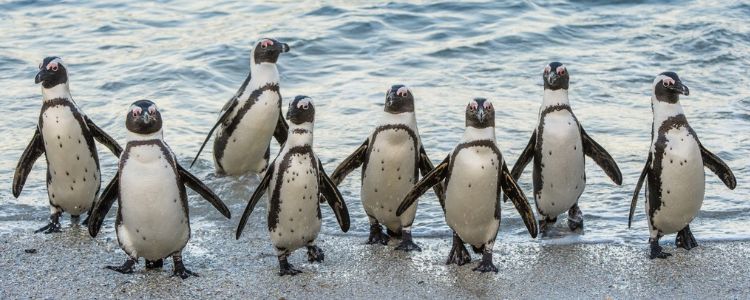 科隆群岛为什么有企鹅