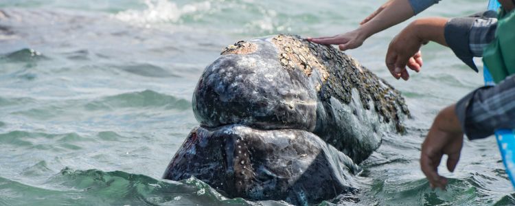藤壶是什么东西为什么会长在鲸鱼身上