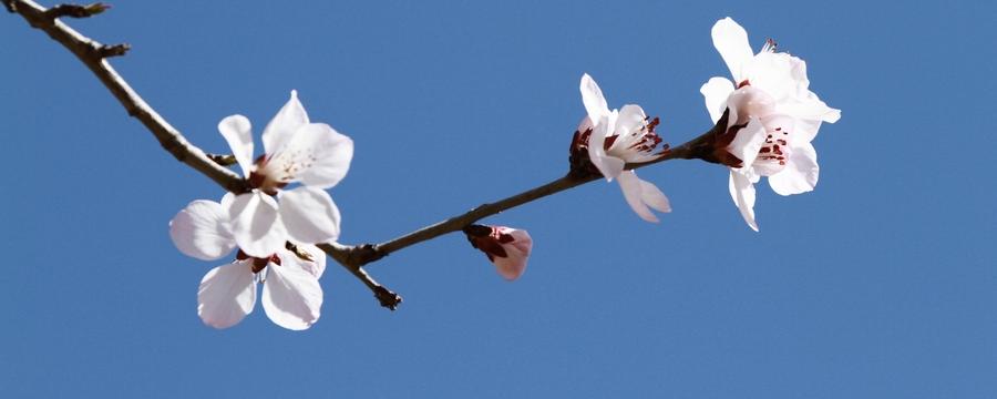 三月是什麼花