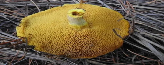 松树林里的黄色蘑菇能吃吗