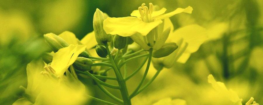 油菜花葉子可以吃嗎