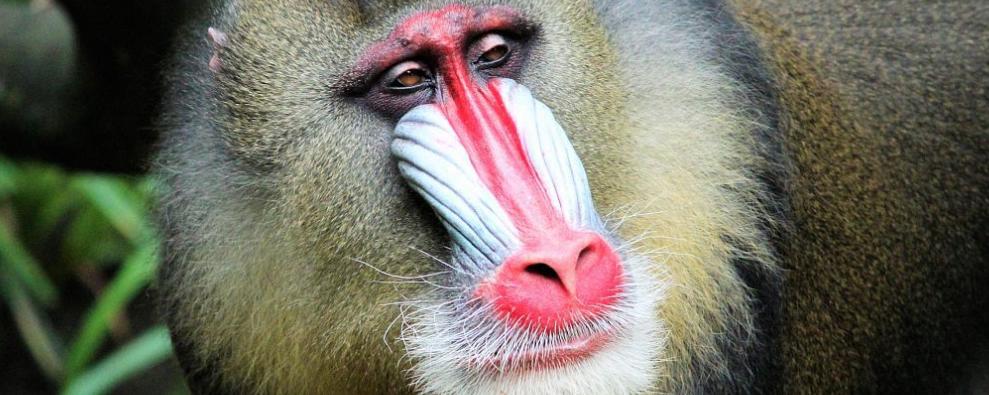 东北大马猴恐怖传说图片