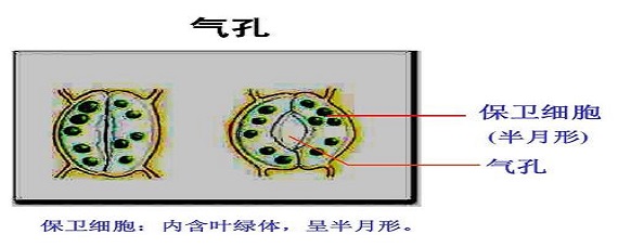 气孔是由一对半月形的什么细胞组成的