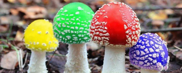 颜色鲜艳的蘑菇一定有毒吗