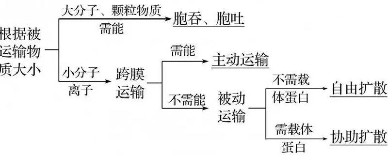 控制物质进出细胞图片