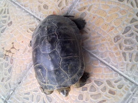 16:27 紅耳龜(學名:trachemys scripta elegans),也叫巴西龜,紅耳彩