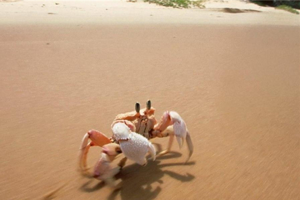为什么螃蟹要横着走?