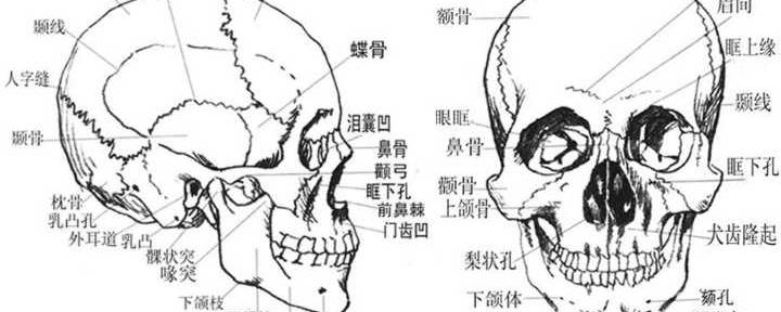 脸颊骨的位置图图片