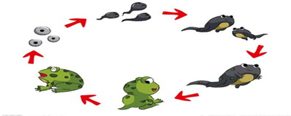 小蝌蚪多少天能变成青蛙