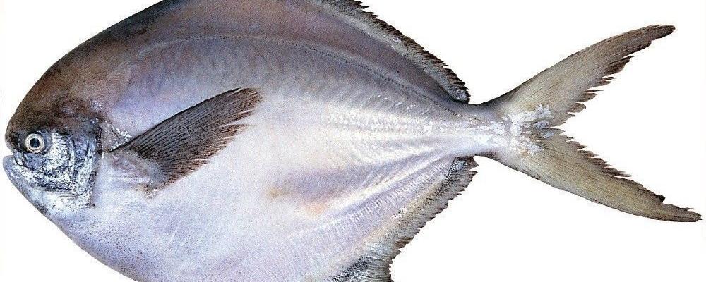 扁扁的海鱼图片