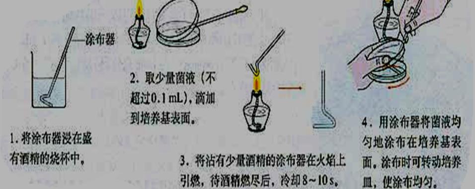 為什麼稀釋塗布平板法計數比實際少