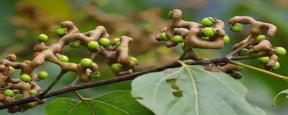 植物鸡爪子植物图片图片