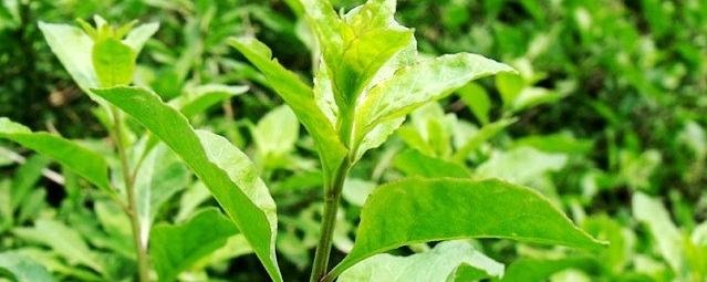 枸杞子嫩芽怎麼吃