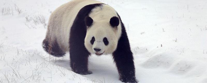 大熊猫走路的样子是猫步吗