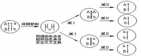 等位基因在結構上的區別是什麼 愛問知識人