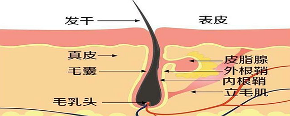 头发是怎么形成的