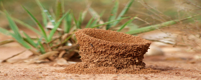 蚂蚁是怎样筑巢的