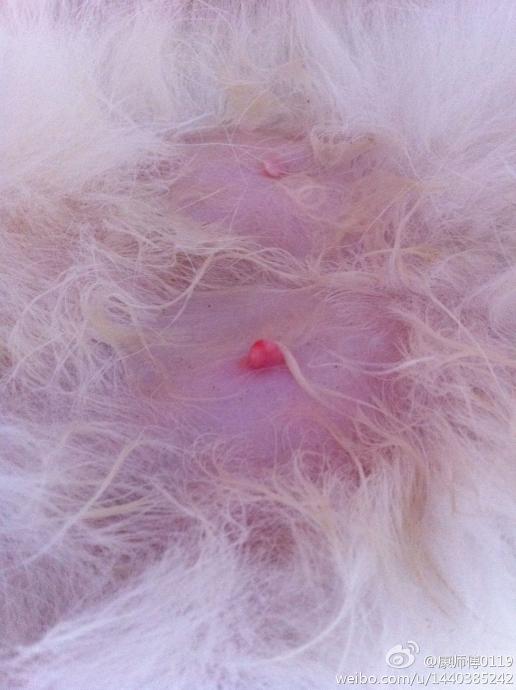 母猫乳房炎症状图片图片