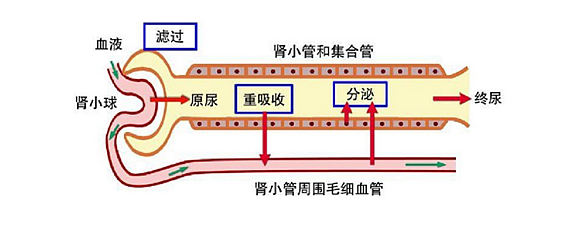 肾小管和集合管示意图图片