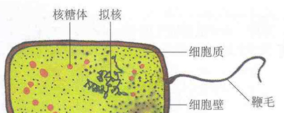 核糖体主要成分是什么