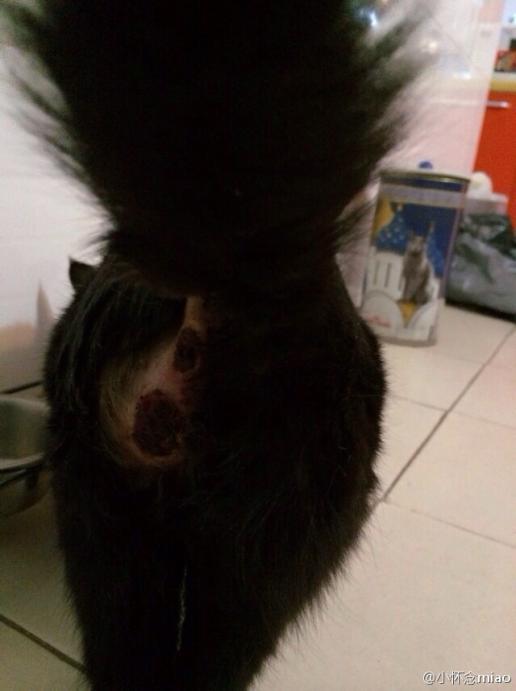 猫咪肛门腺黑色固体图片