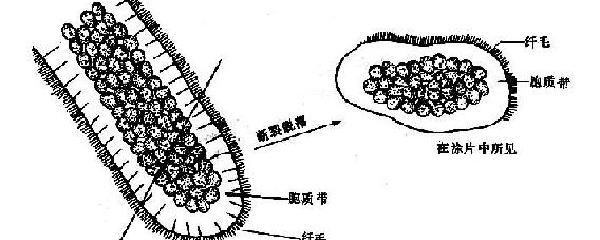 假復層纖毛柱狀上皮由幾種細胞組成