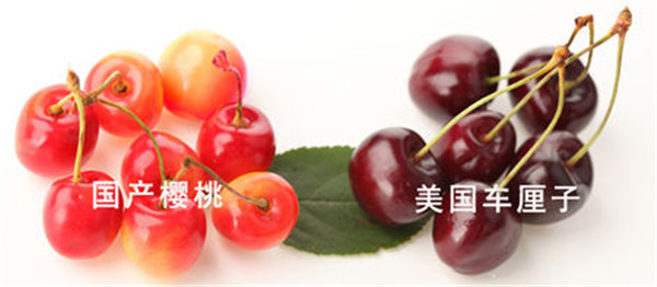 欧洲甜樱桃和中国樱桃图片
