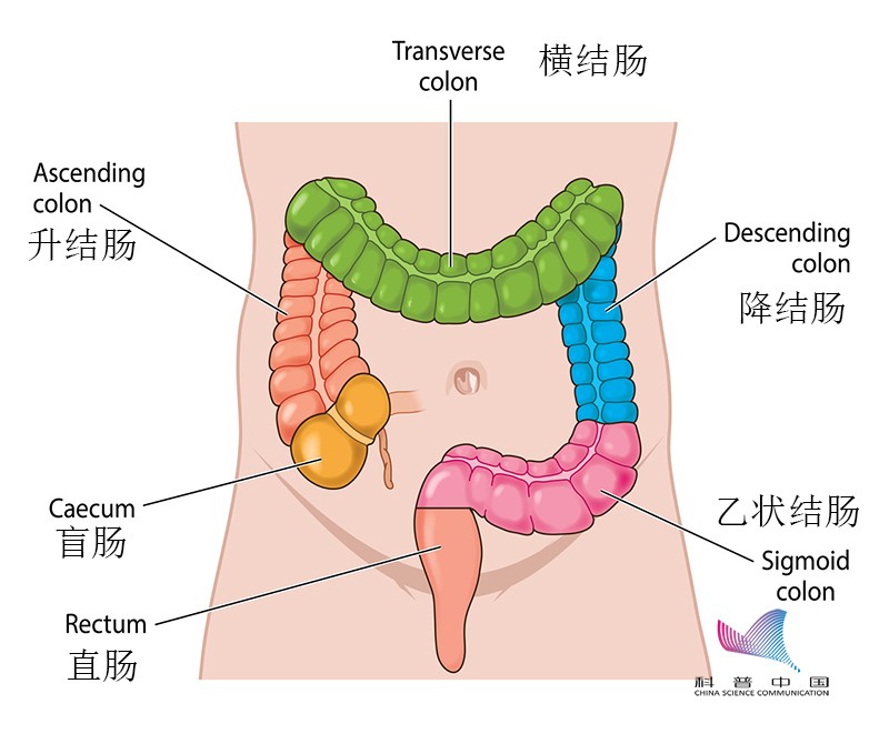 女性肠子与子宫的位置图片