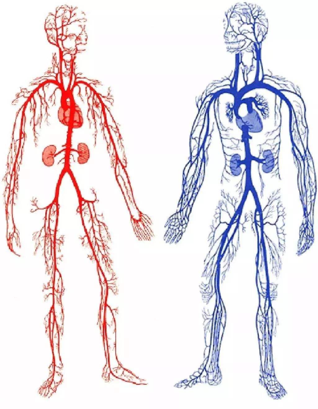 人体全身血管走向图图片