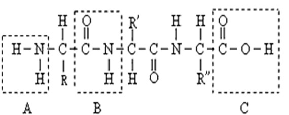 多肽链结构图图片