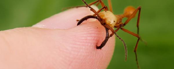食人蚁是什么