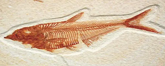 鱼化石意象的象征意义