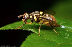 Bactrocera is the natural enemy of fruit flies, so how much does it cost to kill Bactrocera? how to use?