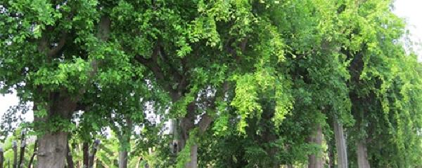 陕西八木树是什么树