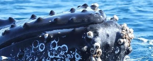 灰鲸身上布满藤壶图片