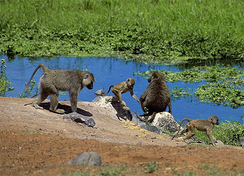 狒狒性騷擾女性圖揭哪些動物最猥瑣