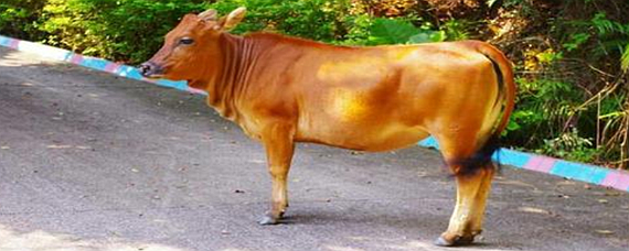 牛的尾巴长啥样图片图片