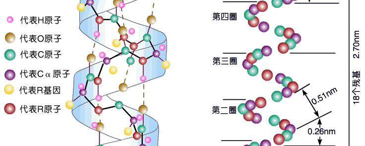 屬於蛋白質二級結構是什麼