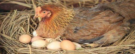 怎么让母鸡自愿孵蛋