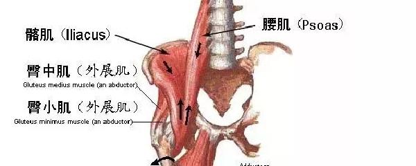 髖屈肌在哪