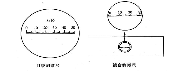 为什么目镜测微尺必须用镜台测微尺来校正