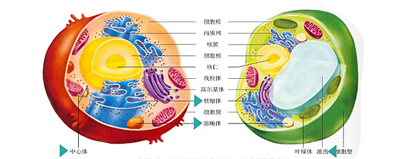 溶酶体植物图片