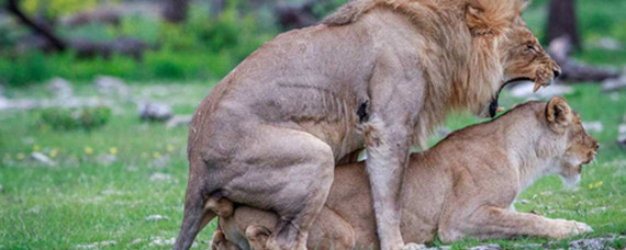 狮子繁殖过程图片