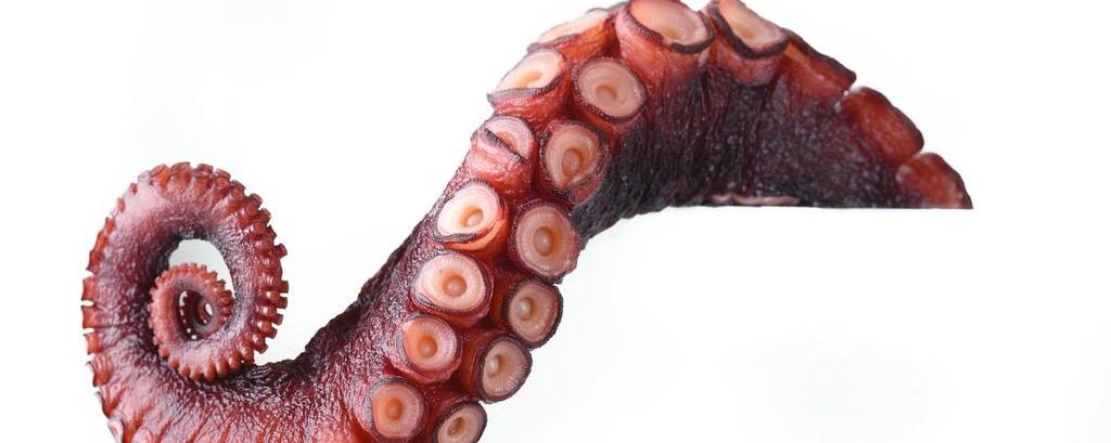 一般常见的章鱼有多少只触角
