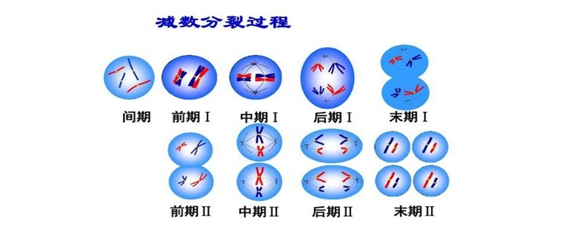 减数分裂是有性生殖生物在生殖细胞成熟过程中发生的特殊分裂方式.