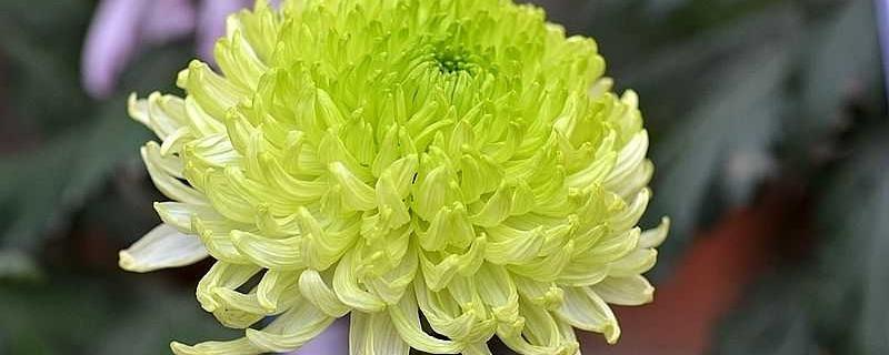 知里菊是菊花吗